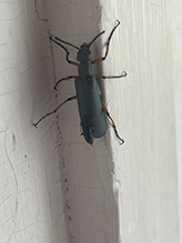 Say blister beetle