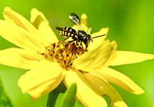 Say’s sunflower burrowing-resin bee