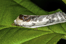 Schlaeger’s fruitworm moth