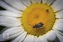 Xxxxscentless plant bug (Arhyssus nigristernum)xxxxxx