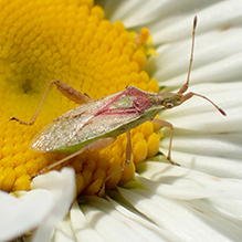 scentless plant bug (Harmostes reflexulus)