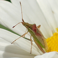 scentless plant bug (Harmostes reflexulus)
