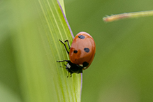 seven-spotted lady beetle