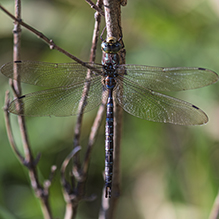 shadow darner