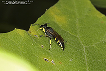 shield-handed wasp (Crabro sp.)