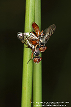 signal fly (Rivellia quadrifasciata or Rivellia colei)