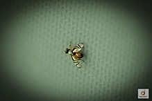 signal fly (Rivellia quadrifasciata or Rivellia colei)