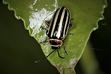 single-spotted flea beetle (Disonycha uniguttata)