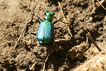 six-spotted tiger beetle