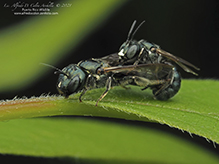 small carpenter bee (Ceratina subg. Zadontomerus)