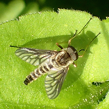 snipe fly (Chrysopilus foedus)