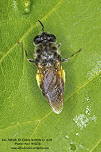 soldier fly (Stratiomys adelpha or discalis)