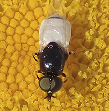 soldier fly (Nemotelus kansensis)
