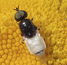 soldier fly (Nemotelus kansensis)