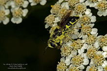 soldier fly (Stratiomys norma)