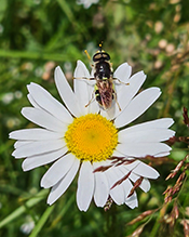soldier fly (Stratiomys norma)