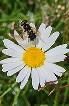 soldier fly (Stratiomys norma)