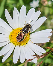 soldier fly (Stratiomys norma)