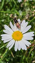 soldier fly (Stratiomys norma)