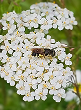 soldier fly (Stratiomys norma)