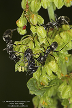 somewhat silky mound ant