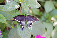 spicebush swallowtail