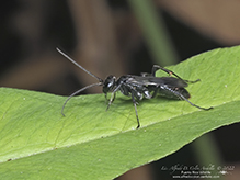 spider wasp (Family Pompilidae)