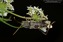 spined long-horned beetle