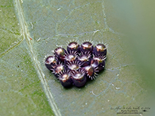 spined soldier bug spined soldier bug