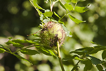 spiny rose stem gall wasp