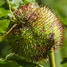 spiny rose stem gall wasp