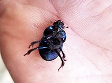 splendid earth-boring beetle