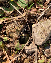 splendid earth-boring beetle