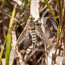 spot-tailed lion fly
