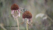 spot-tailed lion fly