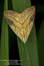 spotted grass moth