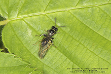 square-headed wasp (Tribe Crabronini)