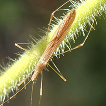 stilt bug (Neoneides muticus)