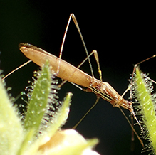 stilt bug (Neoneides muticus)