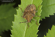 stink bug (Euschistus sp.)