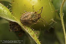 stink bug (Family Pentatomidae)