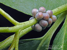 stink bug (family Pentatomidae)