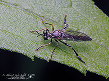 stripe-legged robber fly
