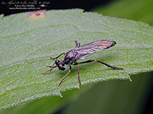 stripe-legged robber fly