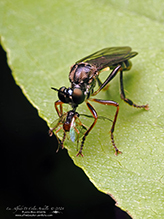 stripe-legged robber fly
