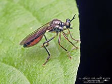 stripe-legged robber fly