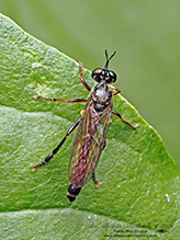 stripe-legged robber fly