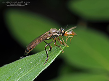 stripe-legged robber fly