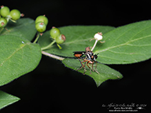 stripe-legged robber fly
