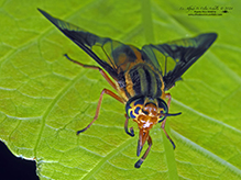 striped deer fly